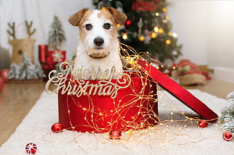 Christmas 10x15 FT Photo Backdrops,Funny Puppy Jack Russel Dog with Hilarious Sunglasses Santa Figures and Bell Background for Child Baby Shower Photo Vinyl Studio Prop Photobooth Photoshoot Multicol 