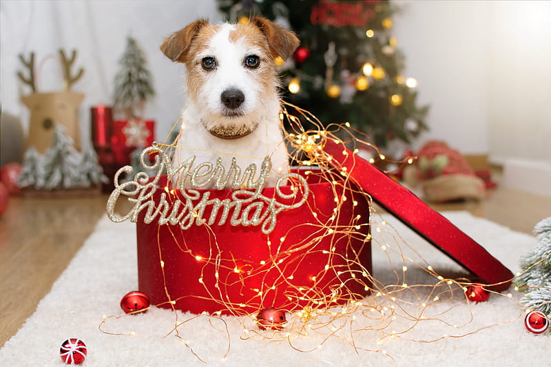 Dogs, Jack Russell Terrier, Baby Animal, Christmas Lights, Dog, Merry Christmas, Parson Russell Terrier, Pet, Puppy, HD wallpaper