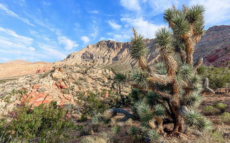 Joshua Tree National Park, Mojave, desert, cactus, mountains, California, USA, HD wallpaper