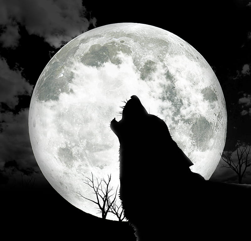 Wolf in the dark, moon dark night, HD wallpaper