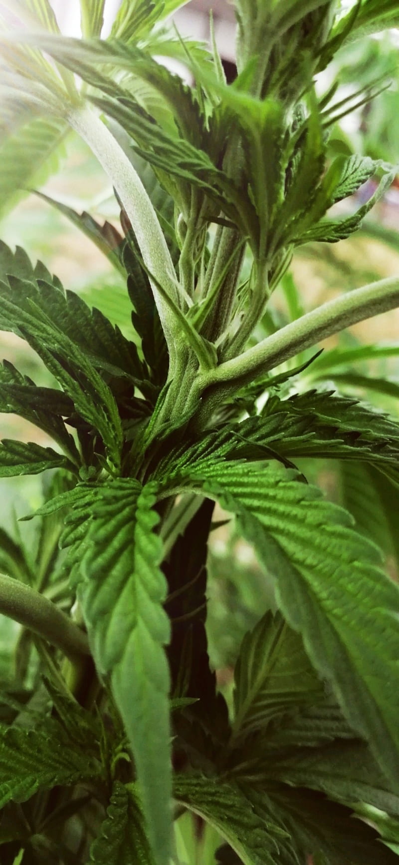 Cannabis flower, 420, cbd, legalize it, smoke, thc, HD phone wallpaper