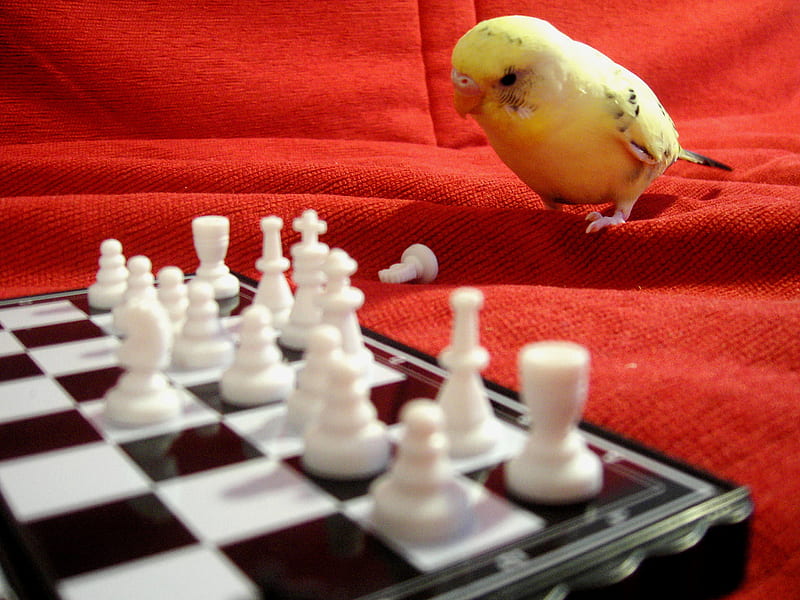 Don't underestimate your chess opponent! ;), red game, yellow, small, thinking animal playing pic, black, wall, underestimate, bird, opponent, funny, chess board, white, chess piecesm sweet, chess, HD wallpaper