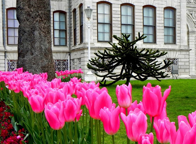 Dolmabahce Palace garden, Istanbul, pretty, colorful, grass, bonito, carpet, Turkey, nice, tulips, pink, Istanbul, lovely, fresh, park, palace, tree, summer, garden, nature, alley, castle, HD wallpaper