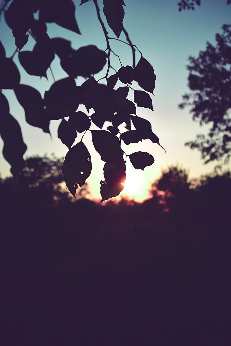 branch, leaves, sunset, outlines, dark, HD phone wallpaper