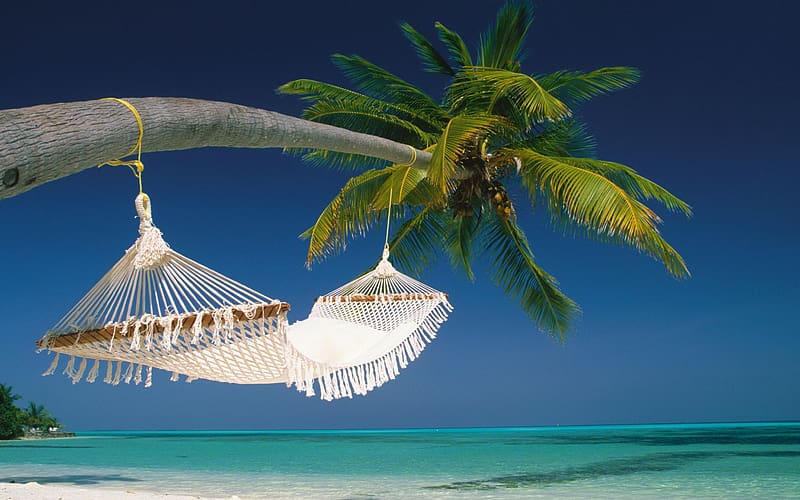 Tropical, Hammock, , Palm Tree, HD wallpaper | Peakpx