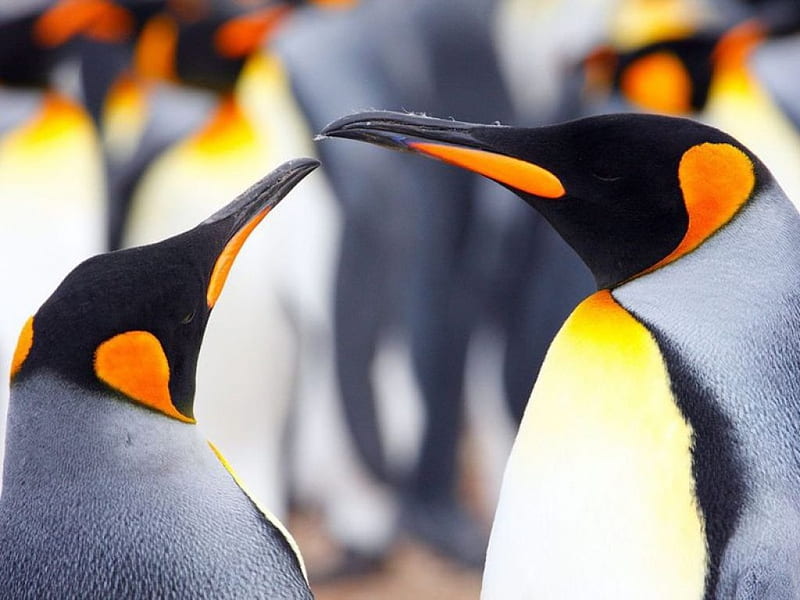 Two penguins, penguin, birds, sweet, cute, Antarctic, wild, wildlife,  nature, HD wallpaper | Peakpx