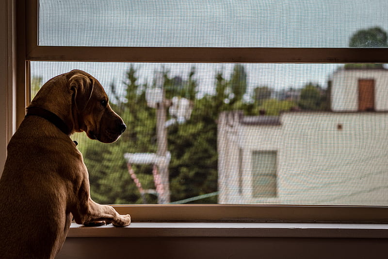 brown dog looking in the window, HD wallpaper