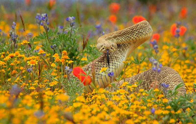 Rattle snake, summer, flowers, reptile, snake, HD wallpaper