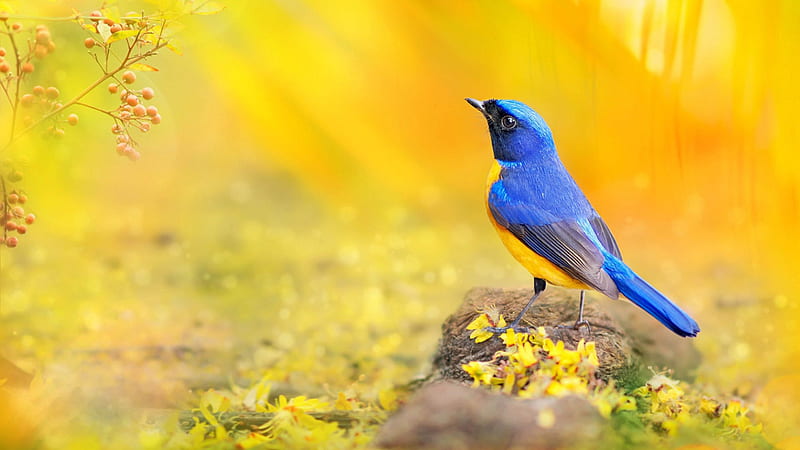 Blue Yellow Bird Is Standing On Stone In Yellow Background Birds, HD wallpaper