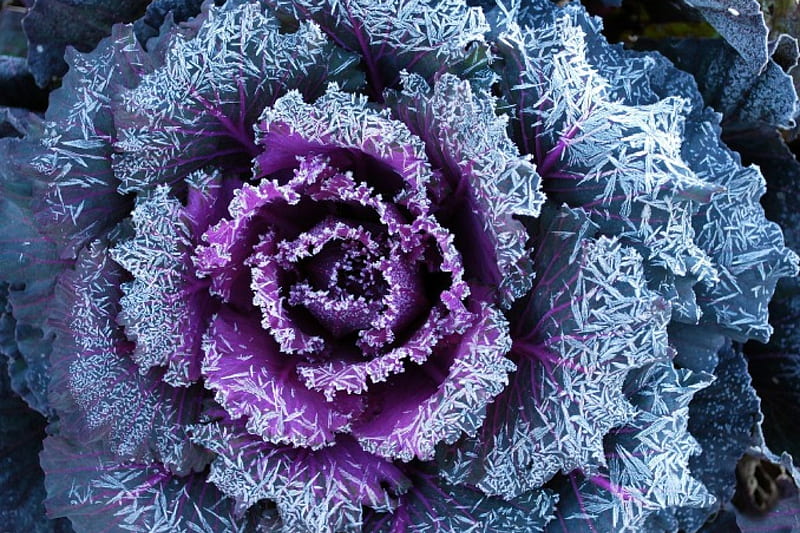 DECORATIVE, rose, winter, cabbage, leaves, purple, macro, petals, white, frost, HD wallpaper