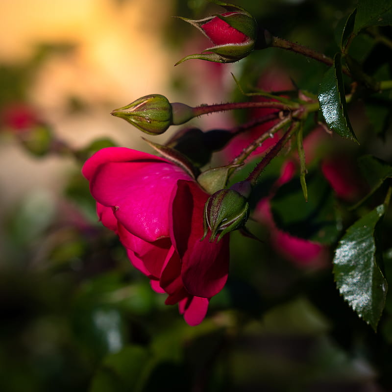 Rose, flower, petals, leaves, pink, HD phone wallpaper | Peakpx