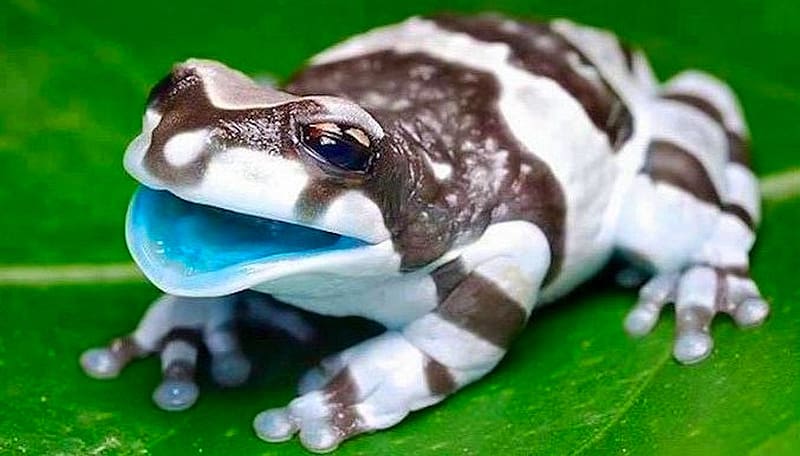 Amazon Milk Frog, blue, white, brown, vibrant, vivid, green, bright, bold, colorful, HD wallpaper