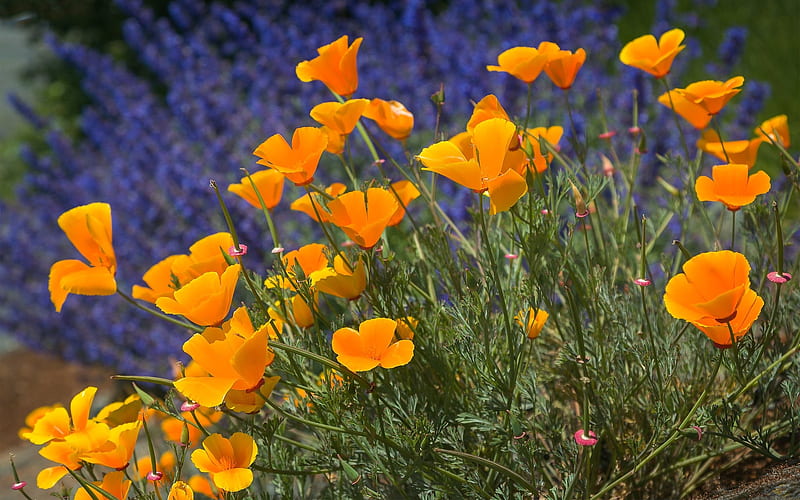 California Poppy Flowers Against Direct Sun Stock Photo  Download Image  Now  Backgrounds California Golden Poppy California  iStock