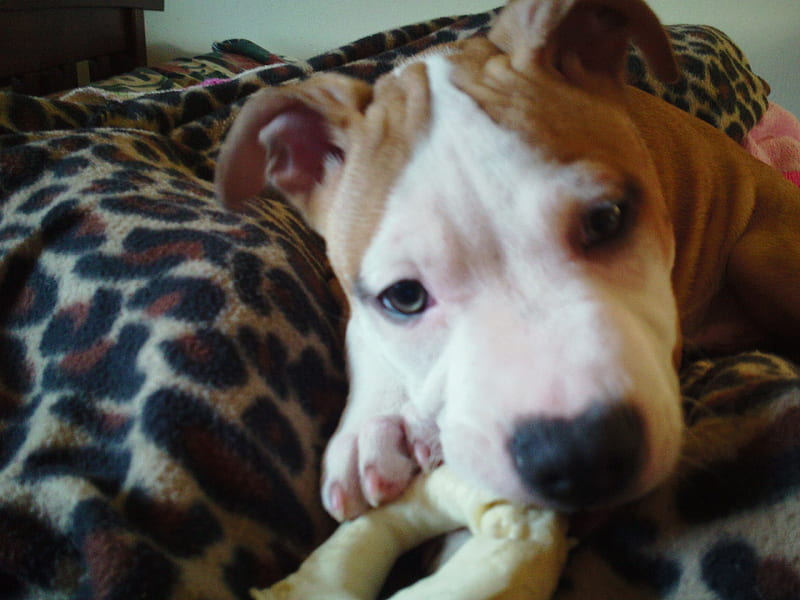 Lucky chewing on his bone, bone, animal, puppy, dog, HD wallpaper