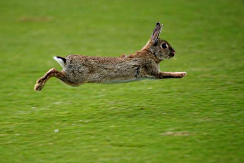 rabbit flees, sprint, runs, races, away, HD wallpaper