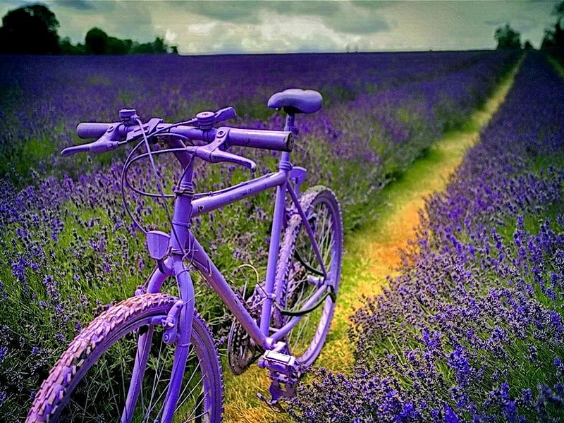 Biking among lavender field, pretty, lavender, bonito, clouds, nice, path, flowers, bike, lovely, romantic, sky, purple, summer, violet, nature, meadow, field, HD wallpaper