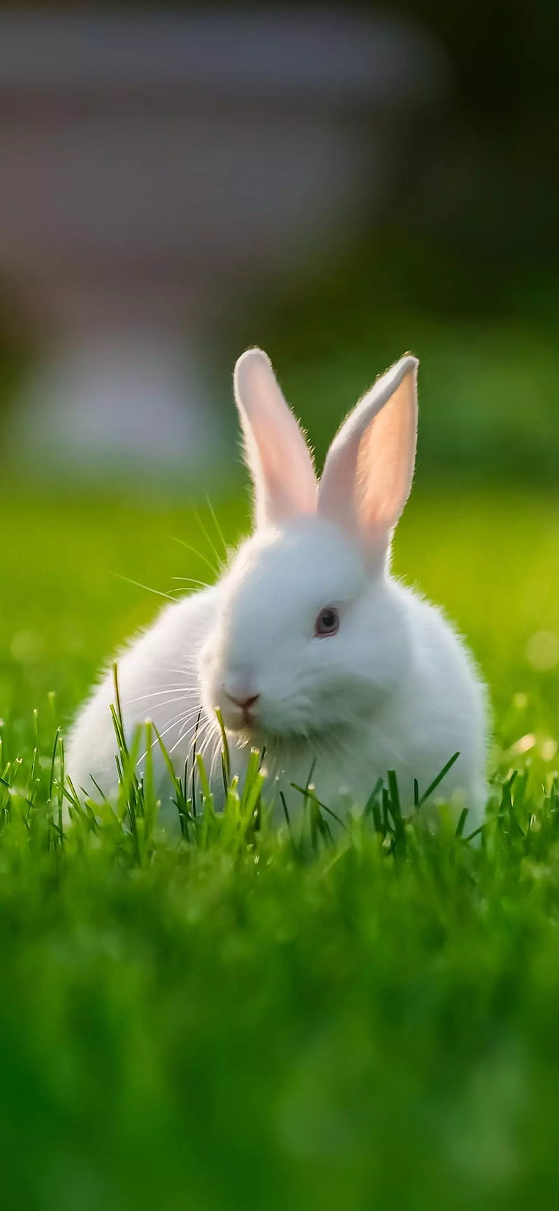 Bunny Bunch Spring Baby Animals In A Playful Background, Baby Animal,  Spring, Nature Background Image And Wallpaper for Free Download