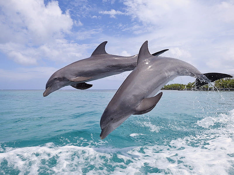 dolphin jump, oceans, dolphin, jump, sea, HD wallpaper