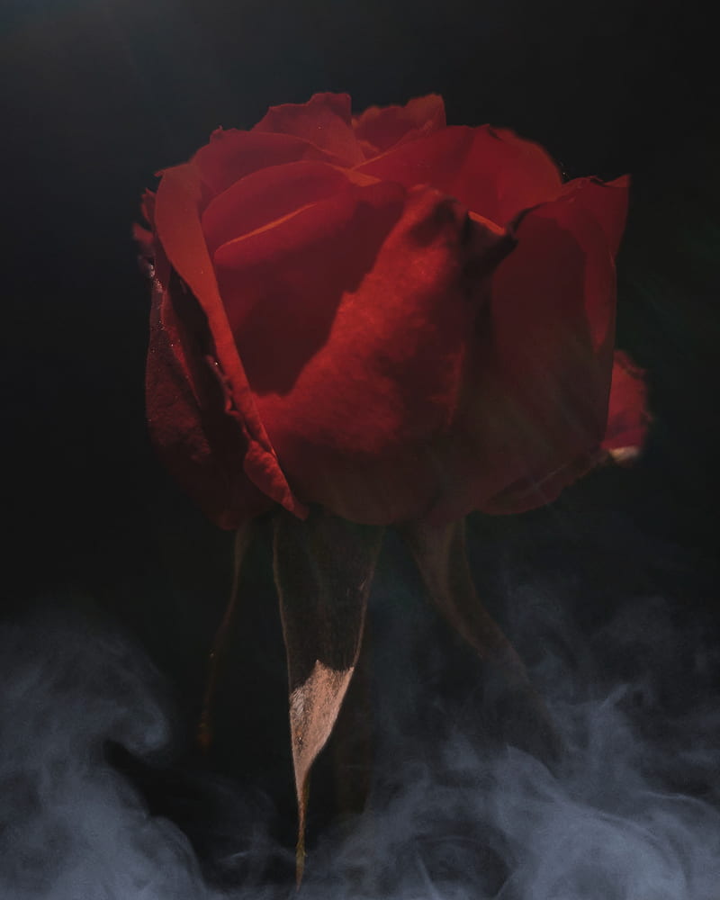 Rosa, colored, humo, rose, smoke, HD phone wallpaper | Peakpx
