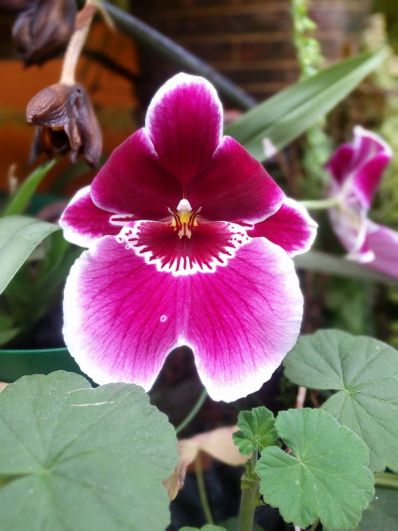 Orquidea, colombia, flower, nature, purple, HD phone wallpaper