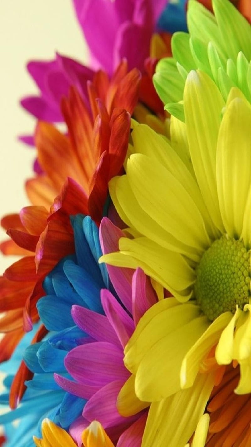 Flores coloridas, Fondo de pantalla de teléfono HD | Peakpx