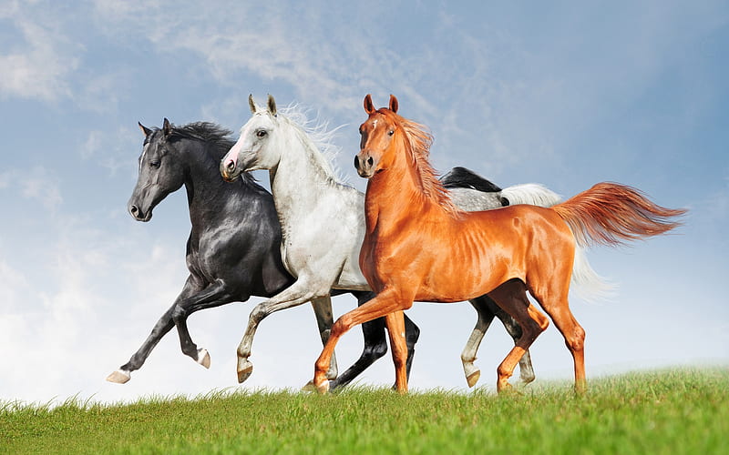 Horses, cal, brown, trio, black, white, horse, animal, HD wallpaper