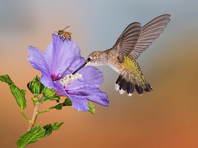 Hummingbird, bee, bird, flowers, animal, HD wallpaper