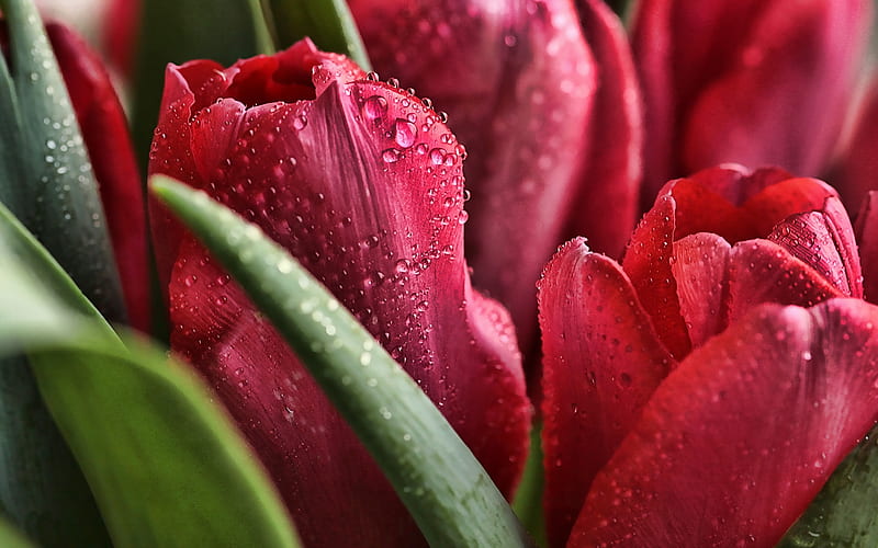 red tulips, bokeh, macro, summer, dew, red flowers, tulips, buds with dew, HD wallpaper