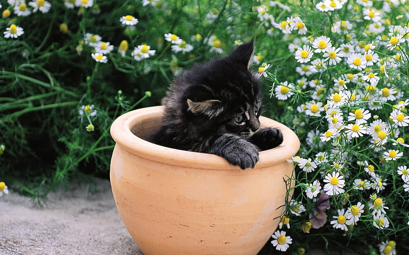 Black kitten in flower pot, HD wallpaper