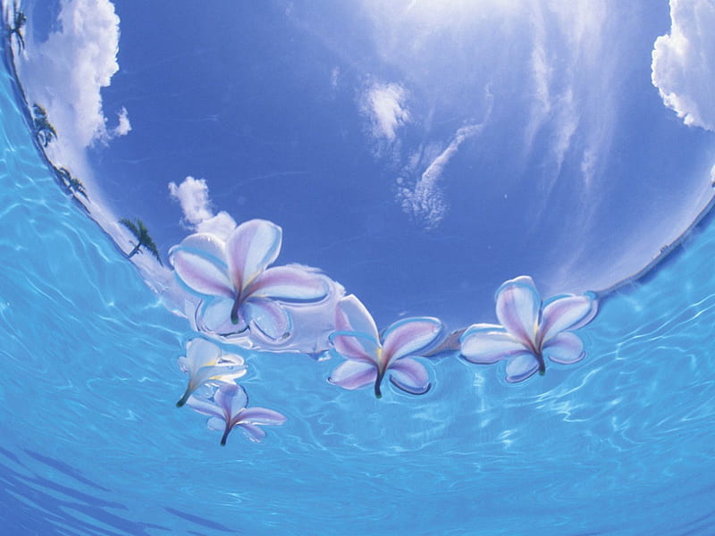 Above The Sea Flowers Nature Blue Hd Wallpaper Peakpx