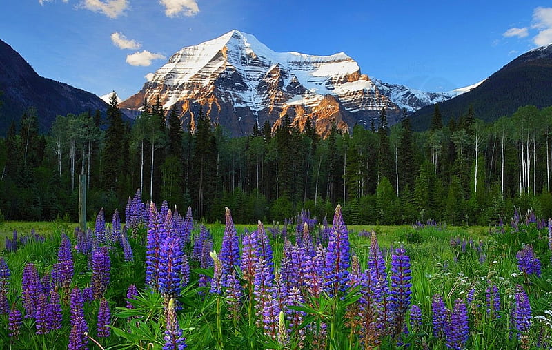 A Symphony In Mount Robson, Canadian Rockies, grass, bonito, sunset, British Columbia, lupines, meadows, green, flowers, snowy peaks, blue, forest, springtime, trees, purple, mountains, white, HD wallpaper