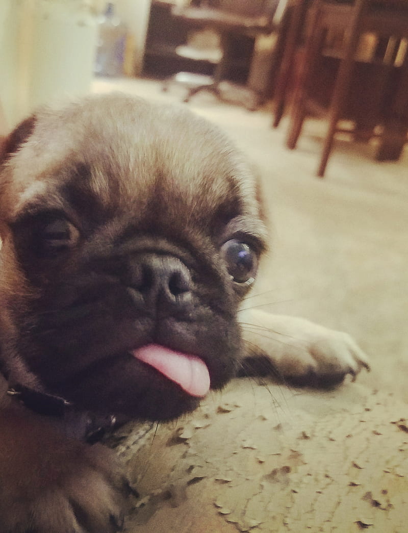 1920x1080px, 1080P free download | Baby Pug, cute, dog, dogs, mops ...