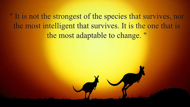 Most Adaptable, Words, Thoughts, Kangaroos, Animals, Quotes, HD wallpaper
