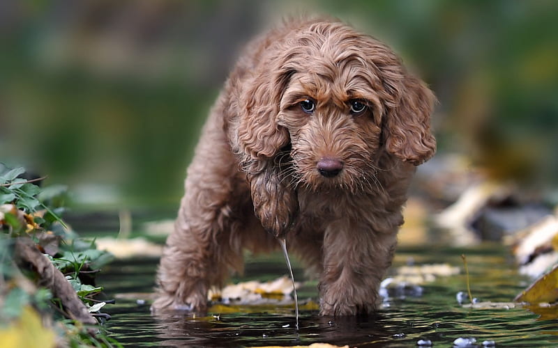 labradoodle, puppy, small dog, cute animals, dogs, water, HD wallpaper