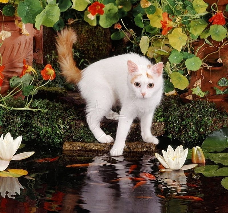 .....trying to catch goldfish, pond, waterlily, cat, animals, goldfish, HD wallpaper