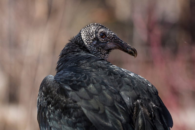 Black Vulture Attacks on Animals May Be Increasing, HD wallpaper