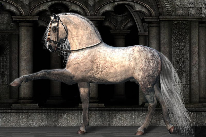 Andalusian, stallion, cavalo, horse, animals, HD wallpaper