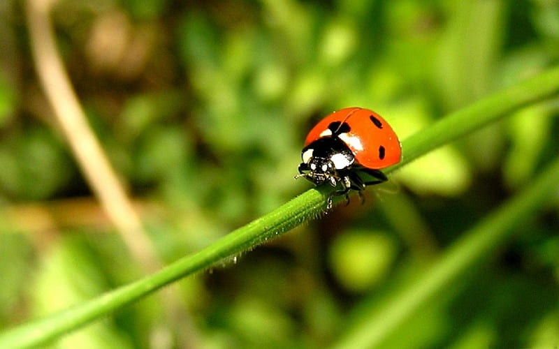 BALANCING ACT, red, ladybirds, stems, stalks, workers, spotted, green, gardens, beetles, ladybugs, insects, HD wallpaper