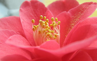 HD camelia flower wallpapers | Peakpx