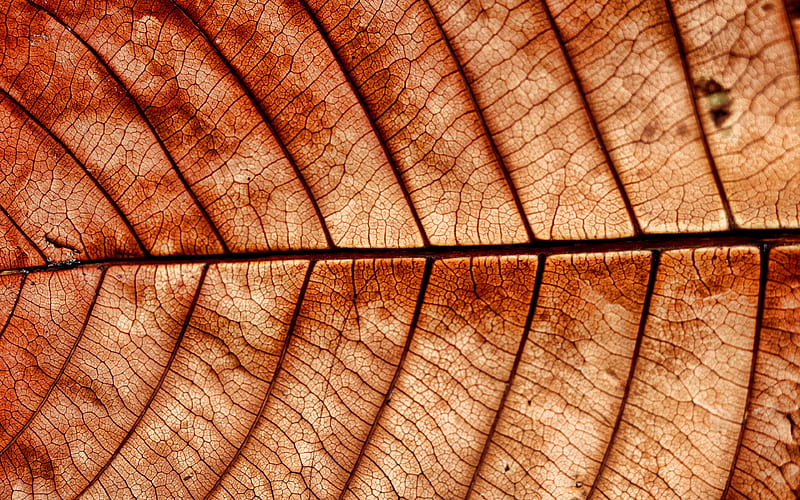 brown leaves texture, close-up, plant textures, leaves, brown backgrounds, leaves texture, brown leaves, brown leaf, macro, leaf pattern, leaf textures, HD wallpaper