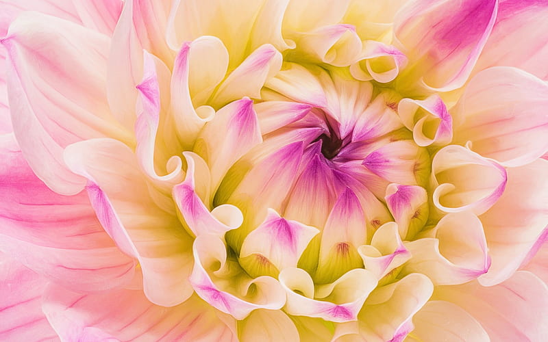 Dahlia, flower, yellow, skin, pink, HD wallpaper