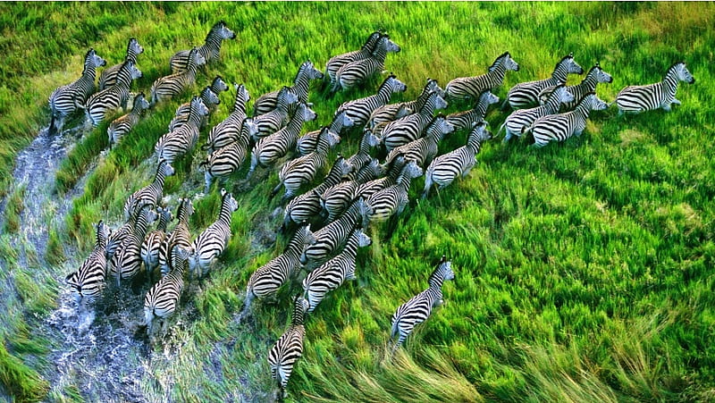 Running Zebras Seen From Above, HD wallpaper