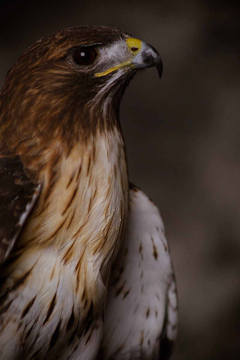 eagle, bird, beak, feathers, HD phone wallpaper