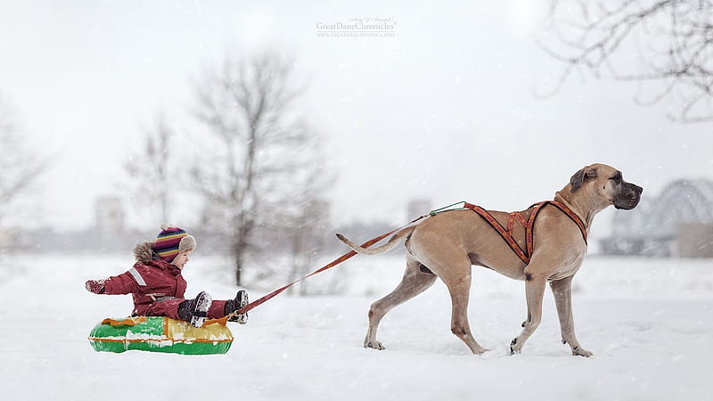Sled dog, sleigh, caine, animal, winter, boy, snow, andy seliverstoff, copil, child, white, dog, HD wallpaper