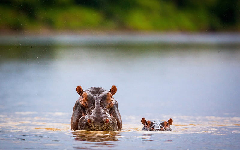 Africa, hippos, mother and cub, bokeh, wildlife, river, hippopotamus, funny animals, river hippopotamus, HD wallpaper
