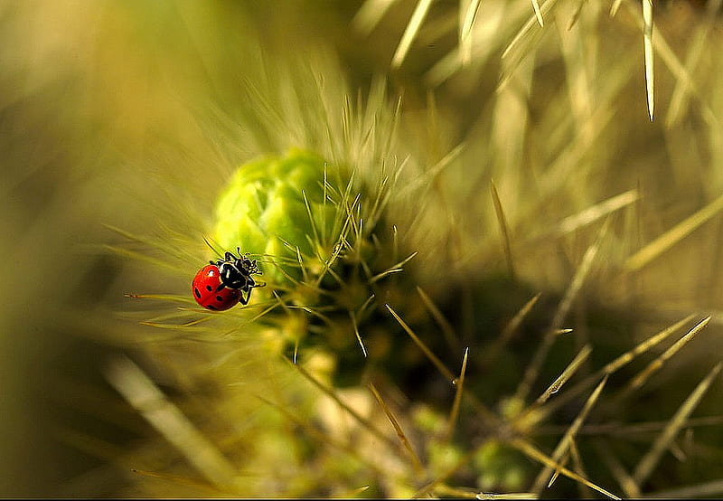 BEAUTY BUG, red, lady bug, beetle, black dots, HD wallpaper