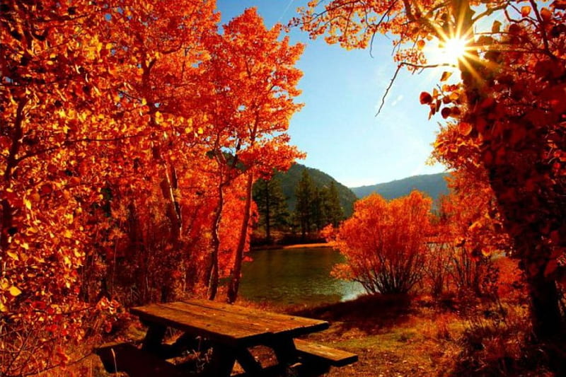 Silver Lake, Eastern Sierra, California, fall, leaves, water, colors, trees, HD wallpaper
