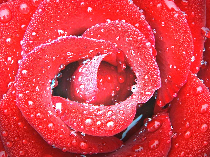 Red Rose After Rain, orange, christian, charlie, d, wing, angels, jesus, gold, australia, hand, beauty, feniks, baseball, hills, wings, christmas, black, blonde, holly, burke, gift, baby, carlisle, hands, angel need water to, balls, are, ice, mit, global, blue night, red, anna, bella, brighter, rainbow, bonito, africa, animal, europe, birmingham, kid, a red, ashley, a spirit of the universe, big, green, fenix, america, blue eyes, light, cullen, blue, night, billy, alice, drop, cam, colors, asia, angela, dark, day, red rose a, HD wallpaper