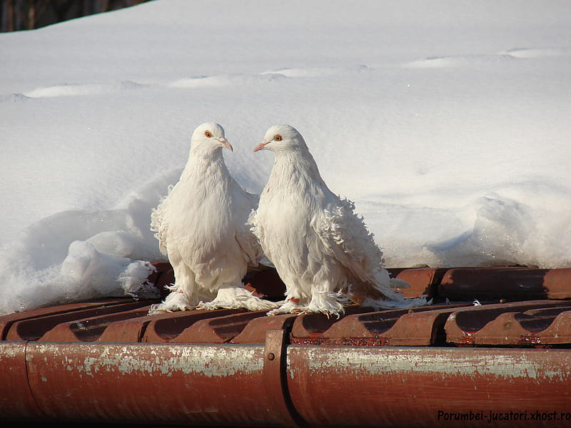 Winter love, red, pigeons, birds, winter, sweet, cute, eaves, snow, love, beauty, white, animals, HD wallpaper