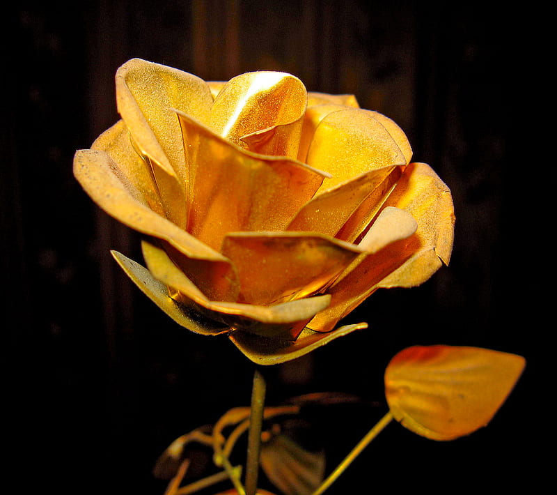 Golden Rose, HD wallpaper | Peakpx